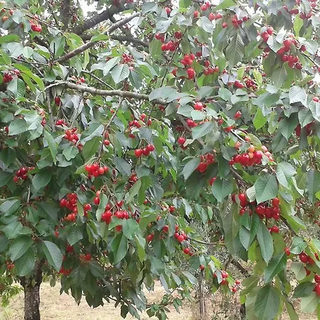 Konukevi La Valle Dei Gobbi