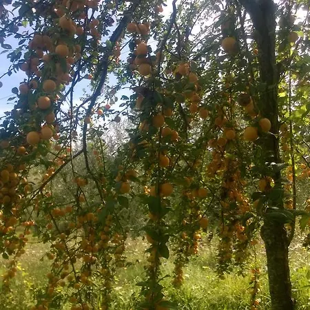 La Valle Dei Gobbi * Monsummano Terme